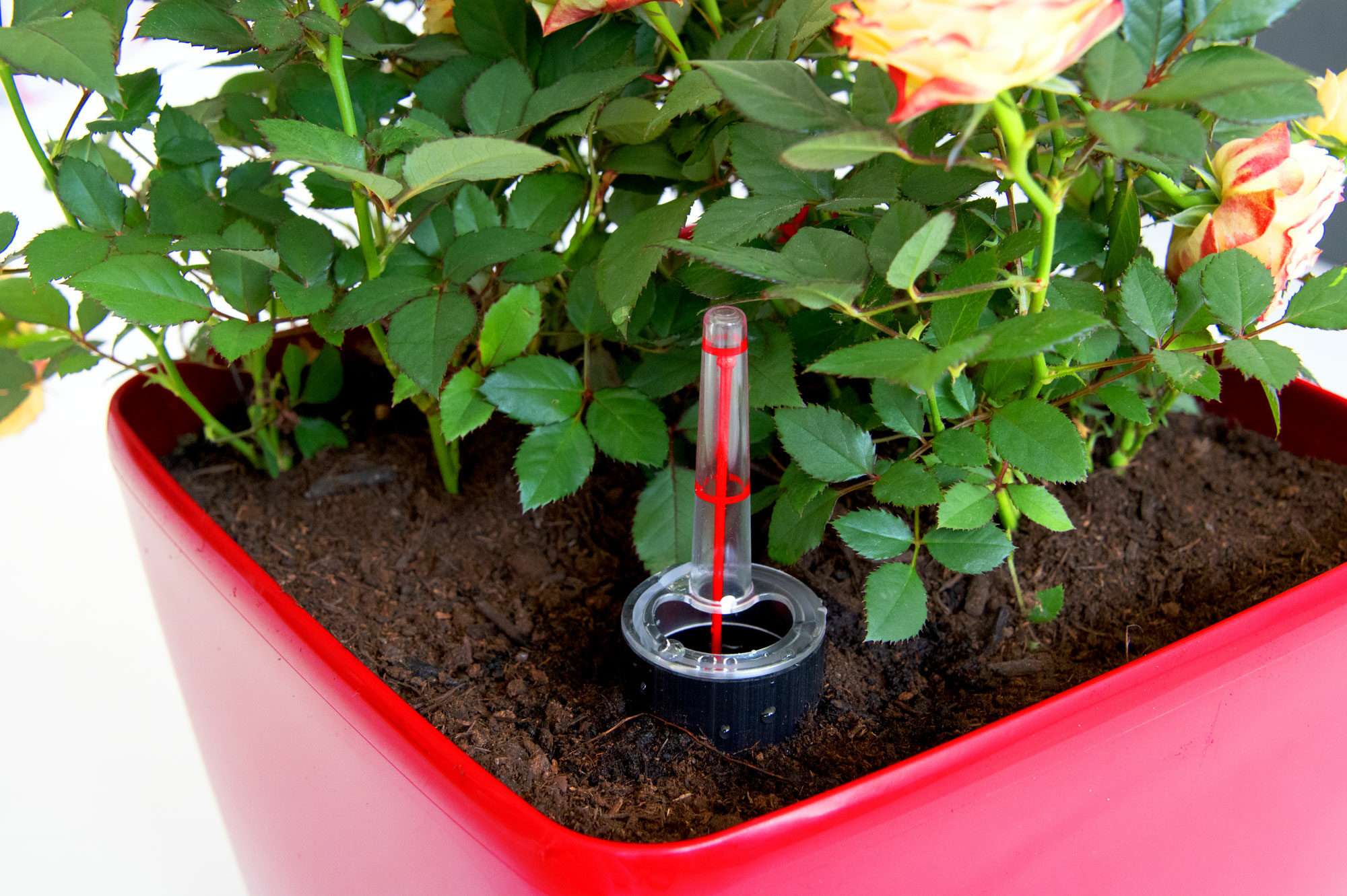 Image du produit : Selbstbewässernder Pflanzentopf QUADRATO - 24cm x 24cm x 25cm